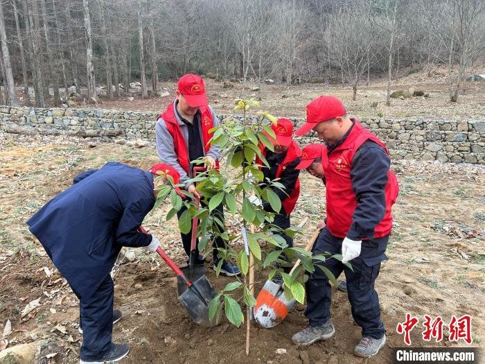 三峡库区珍稀植物被移栽到湖北大老岭国家级自然保护区。　郭晓莹 摄