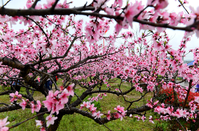 九江永修县：万亩桃花惹人醉 桃花经济富农家