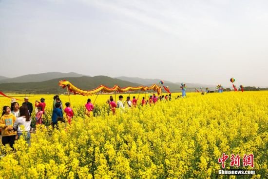 油菜花海中开展的舞龙表演。贺治斌 摄