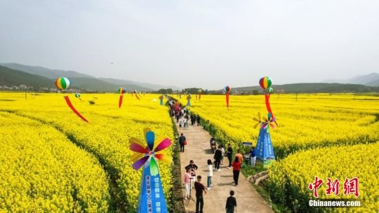 3月12日，走进江西萍乡莲花县路口镇湖塘古村，只见连片的金色油菜花竞相绽放，春景正美。当日，主题为“花田美色，莲花等你”的莲花县第十三届油菜花节在此开幕，众多游客慕名前来赏花观景，踏春游玩，共赴一场春天的约会。今年莲花县油菜种植面积18.7万亩，三月的乡村到处呈现出“人在花中，村在景中”的美丽景观。图为游客在油菜花海中游玩。贺治斌 摄