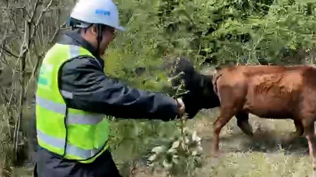 小牛误闯高速，丽水高速巡查员客串“赶牛人”驱赶