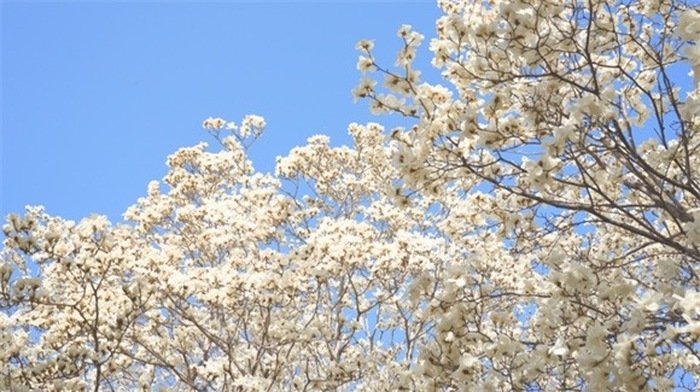 一朵朵洁白的玉兰花长满枝头