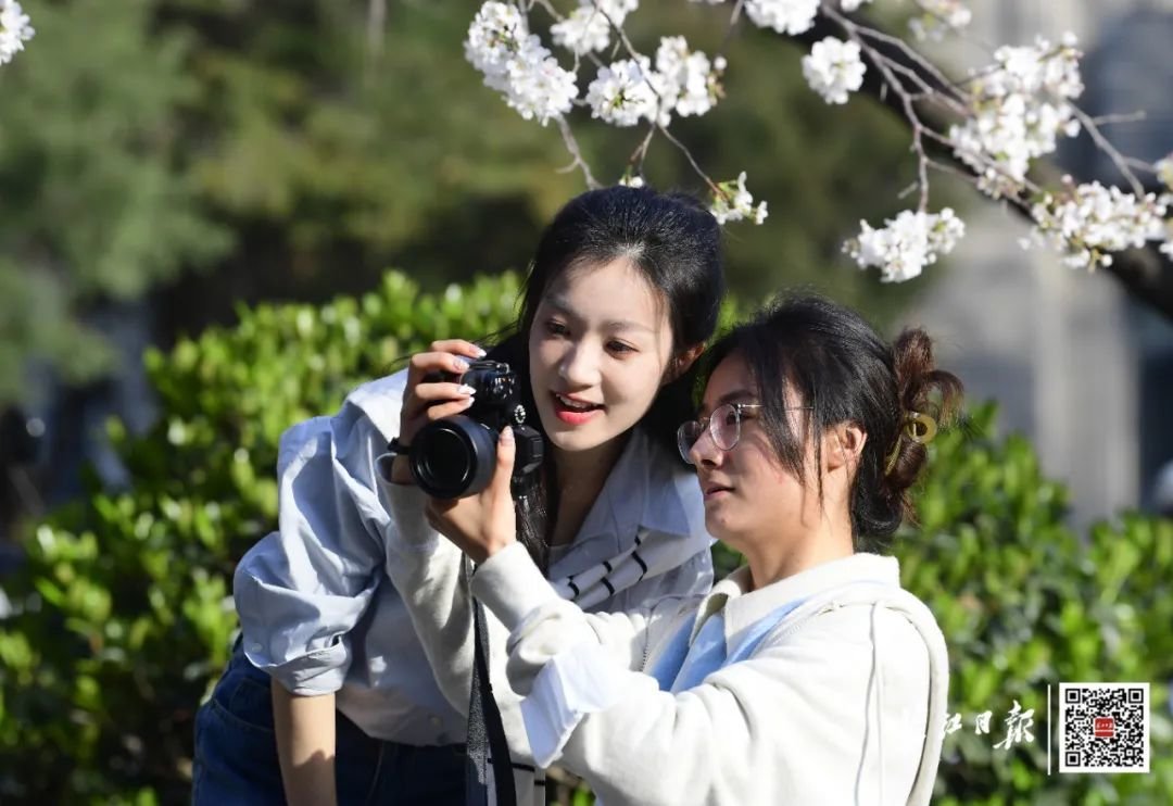 游客在武汉大学校园内赏樱。记者刘斌 摄