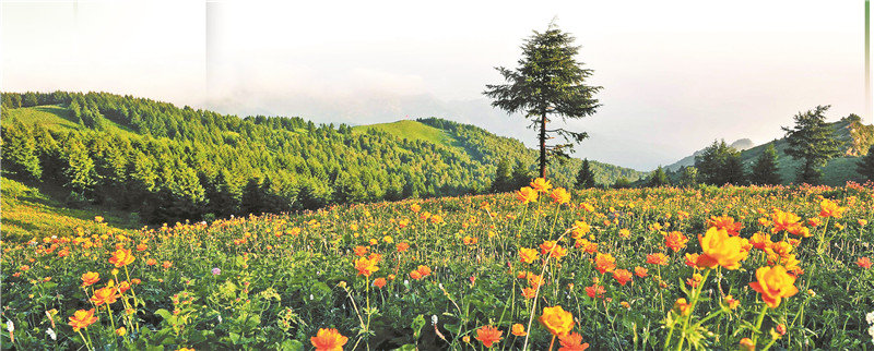 驼梁亚高山草甸。 驼梁自然保护区供图.jpg