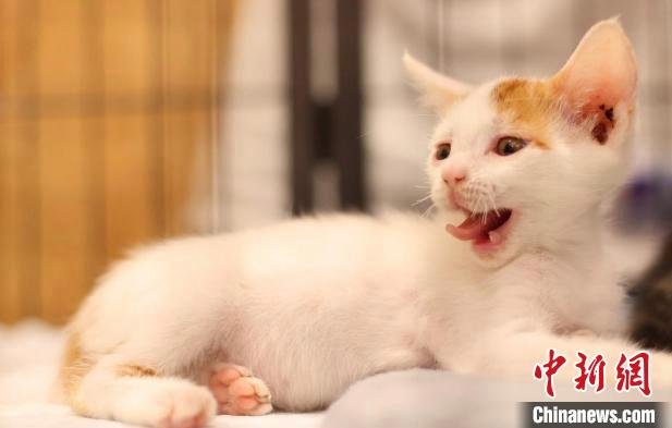 消费者宠物店里“撸猫”受伤店主被判承担无过错赔偿责任