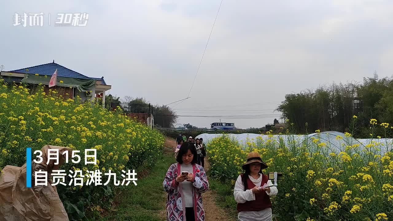 30秒 | 拍客在自贡沿滩九洪认养“西瓜宝宝”  九洪土壤适种“三瓜两椒一红苕一高粱”