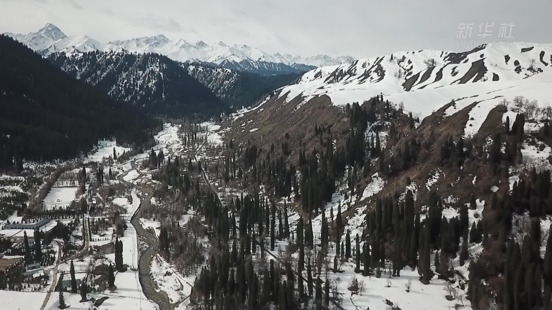 守护天山里的雪岭云杉