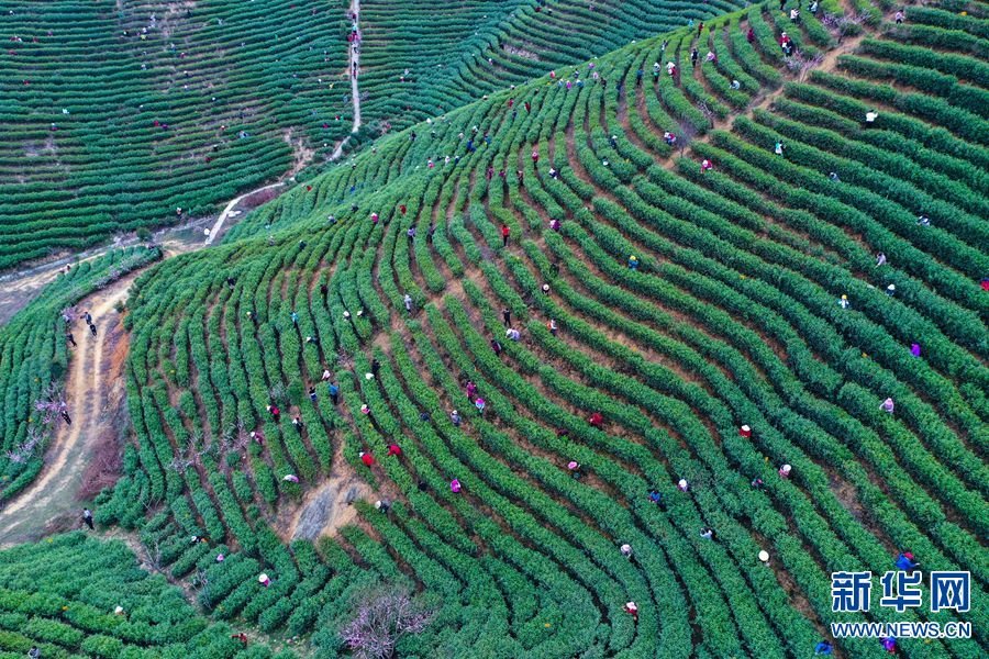 仲春时节，在河南省信阳市光山县白雀园镇大尖山茶叶种植基地，茶农们正抢抓农时、采摘春茶。