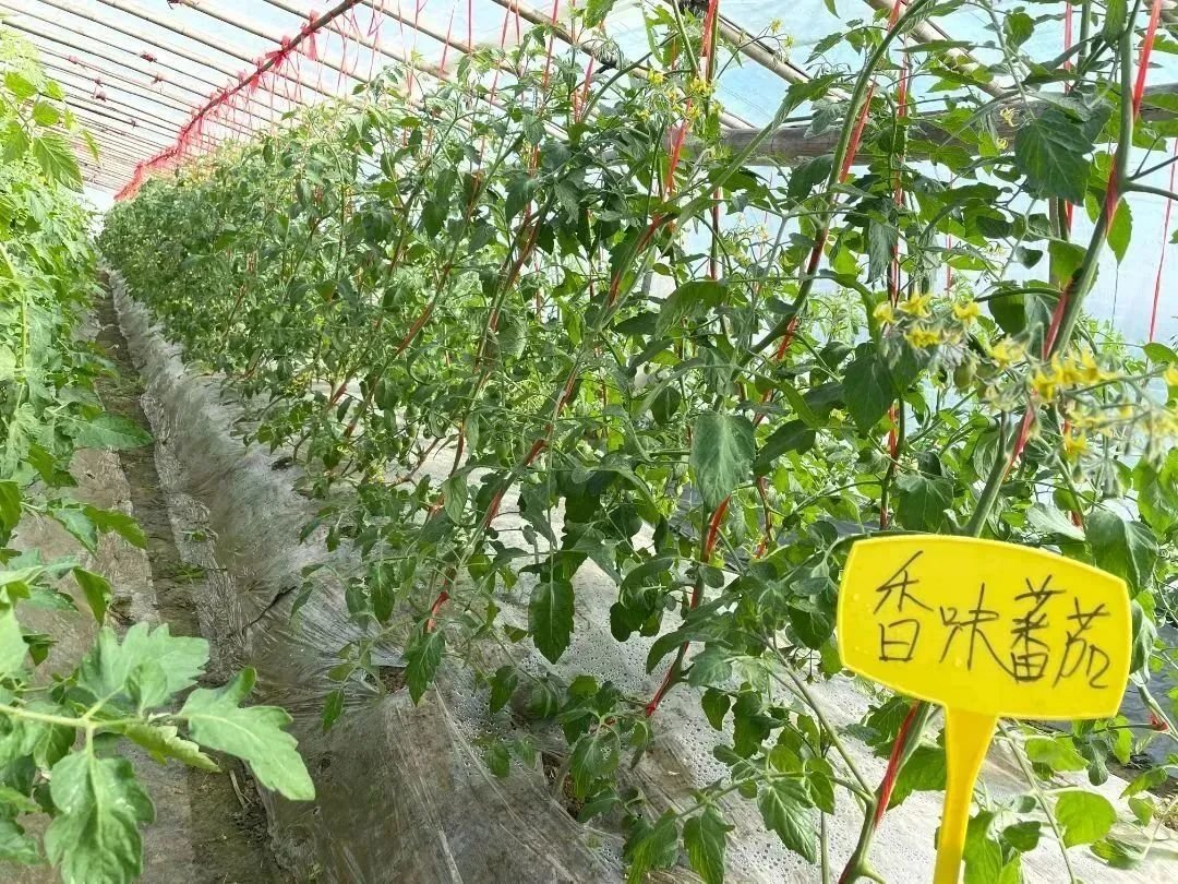 丰县常店镇果蔬大棚里的增收“密码”