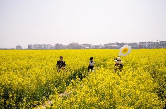 南昌县银三角：油菜花开赚足人气 乡村旅游盘活经济