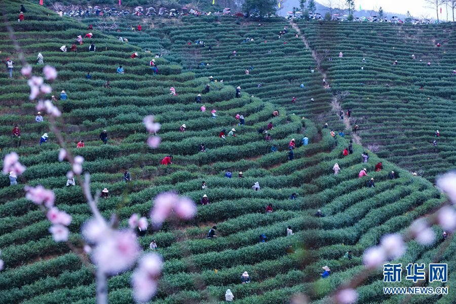 仲春时节，在河南省信阳市光山县白雀园镇大尖山茶叶种植基地，茶农们正抢抓农时、采摘春茶。