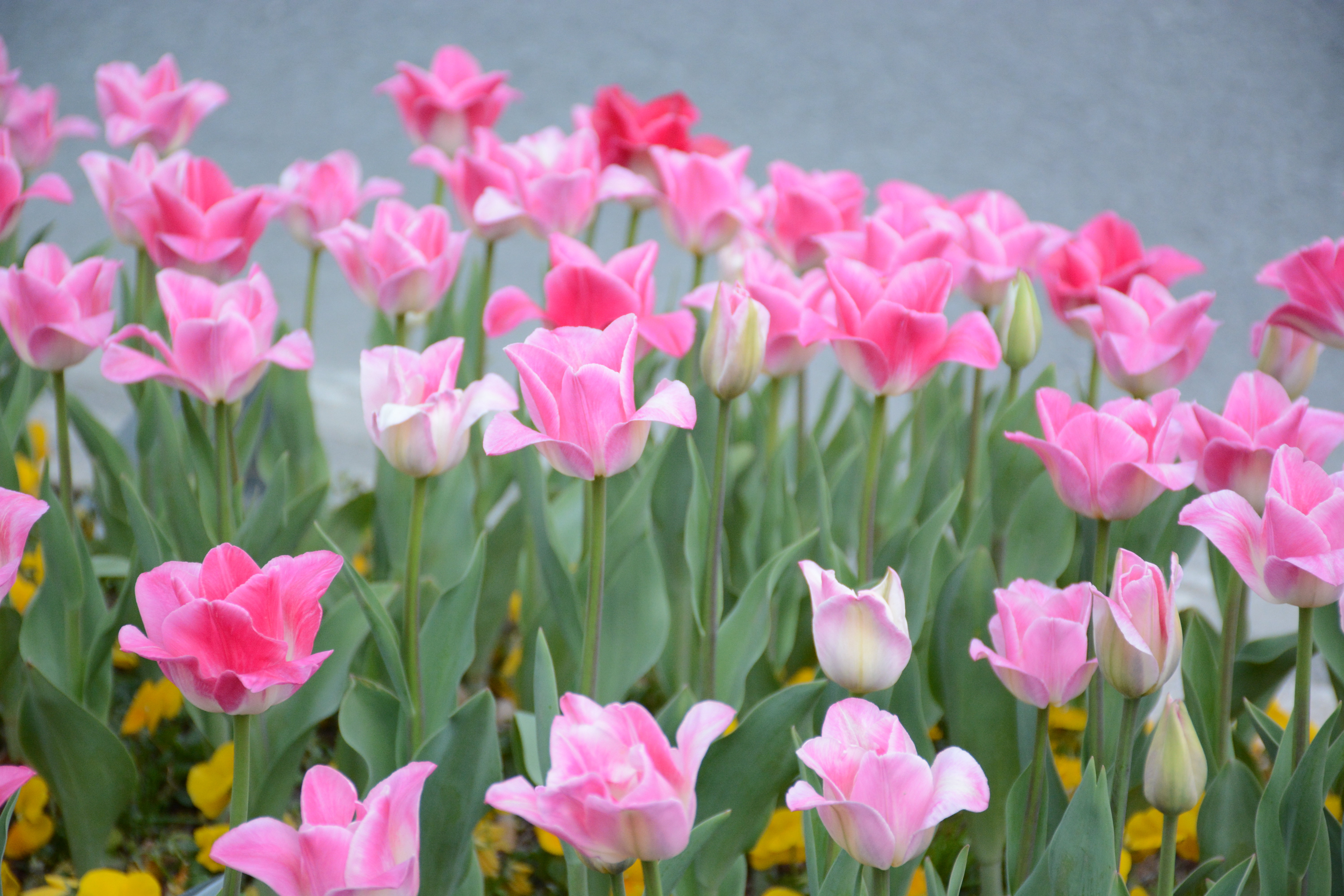 出门即赏花，何必去远方