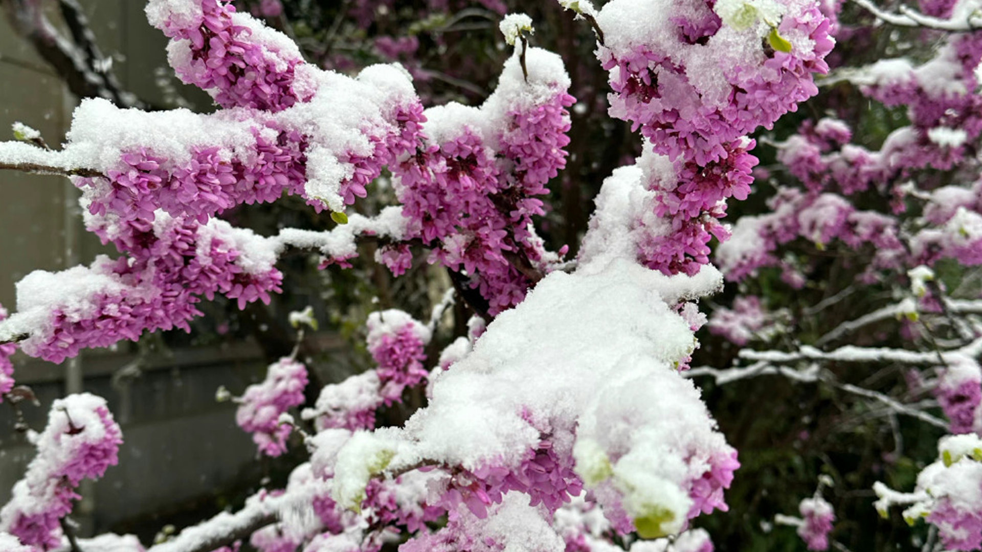 洛阳下起鹅毛大雪！网友担忧新开花朵：前一阵子的温度把花骗苦了