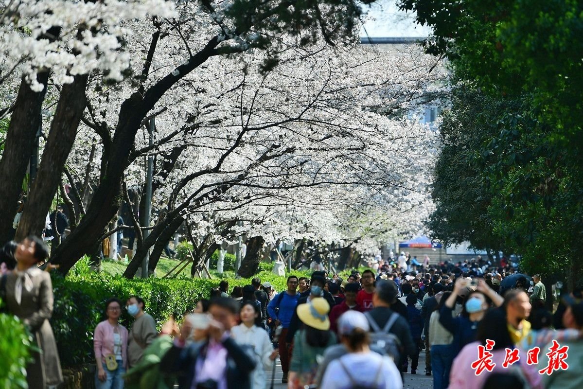 武大樱花大道游人如织。长江日报记者史伟 摄
