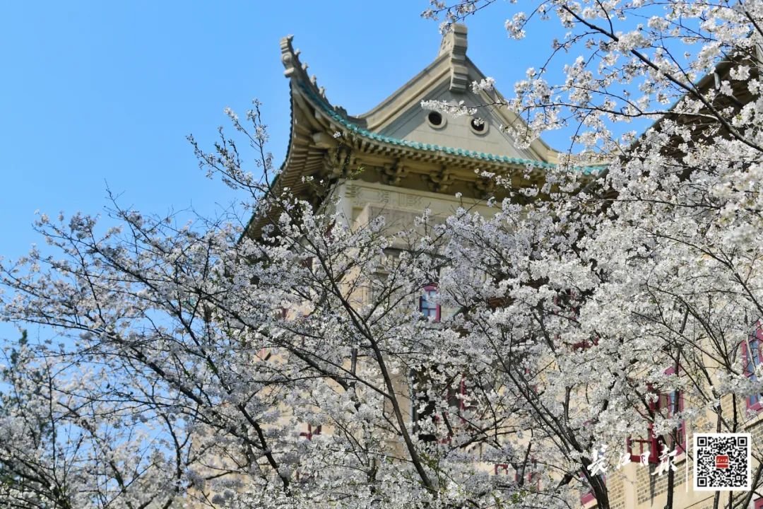 武汉大学校园内樱花盛开。记者史伟 摄