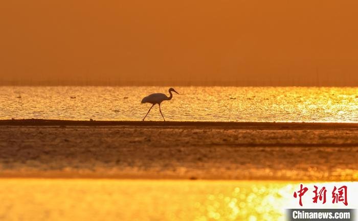 白鹤、天鹅等候鸟在夕阳余晖下觅食。　魏东升 摄