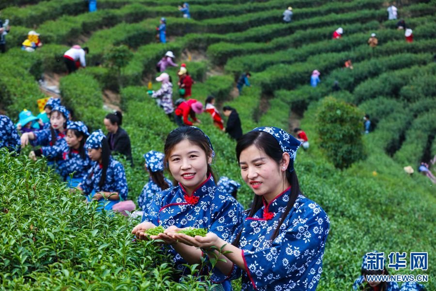 仲春时节，在河南省信阳市光山县白雀园镇大尖山茶叶种植基地，茶农们正抢抓农时、采摘春茶。