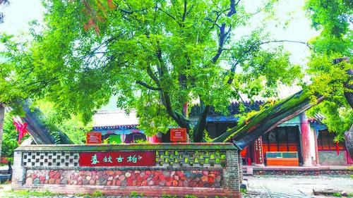 南郭寺两株倾斜生长的春秋古柏，树龄达2500年。