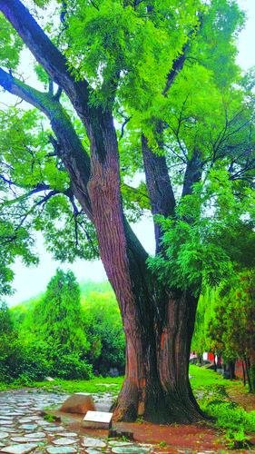 南郭寺唐槐，树龄有1300多年。