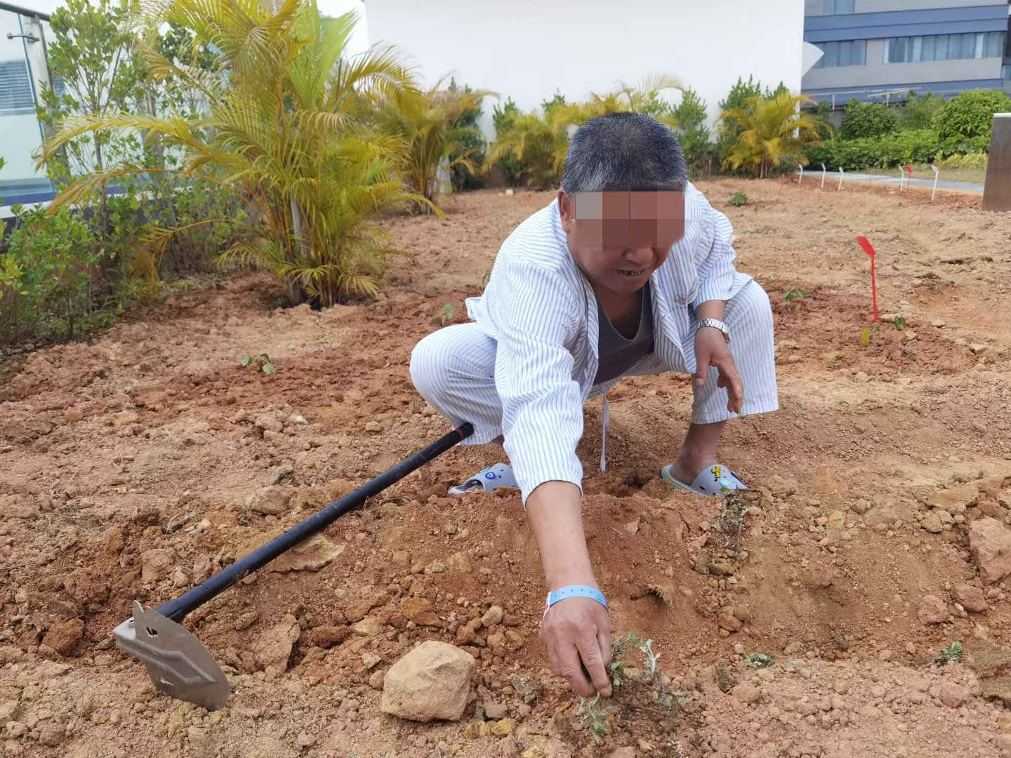 让爱生根，医患共同种植中医药 这所综合医院有了6300平方米的百草园
