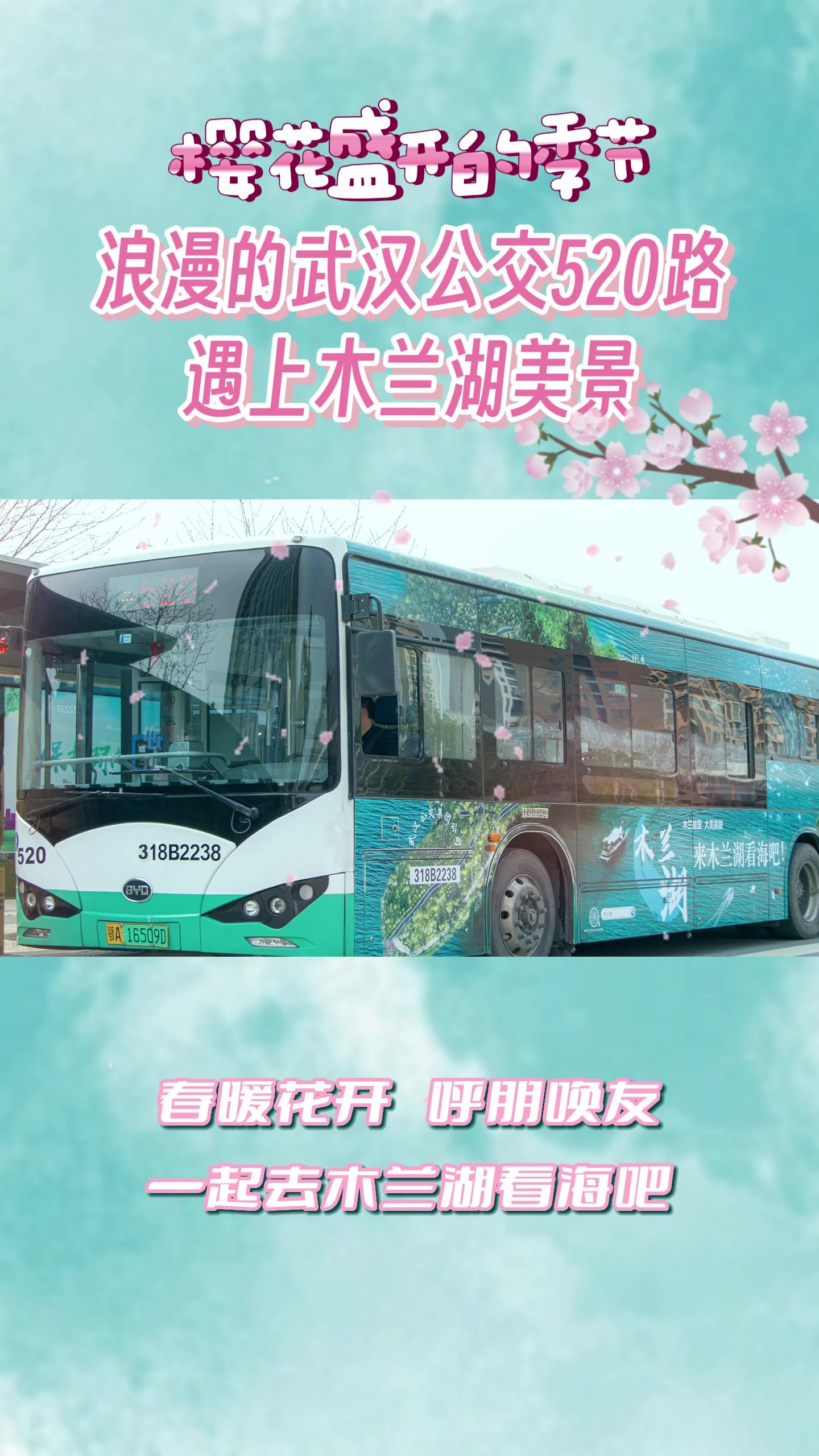 樱花盛开的季节 浪漫的武汉公交520路遇上木兰湖美景
