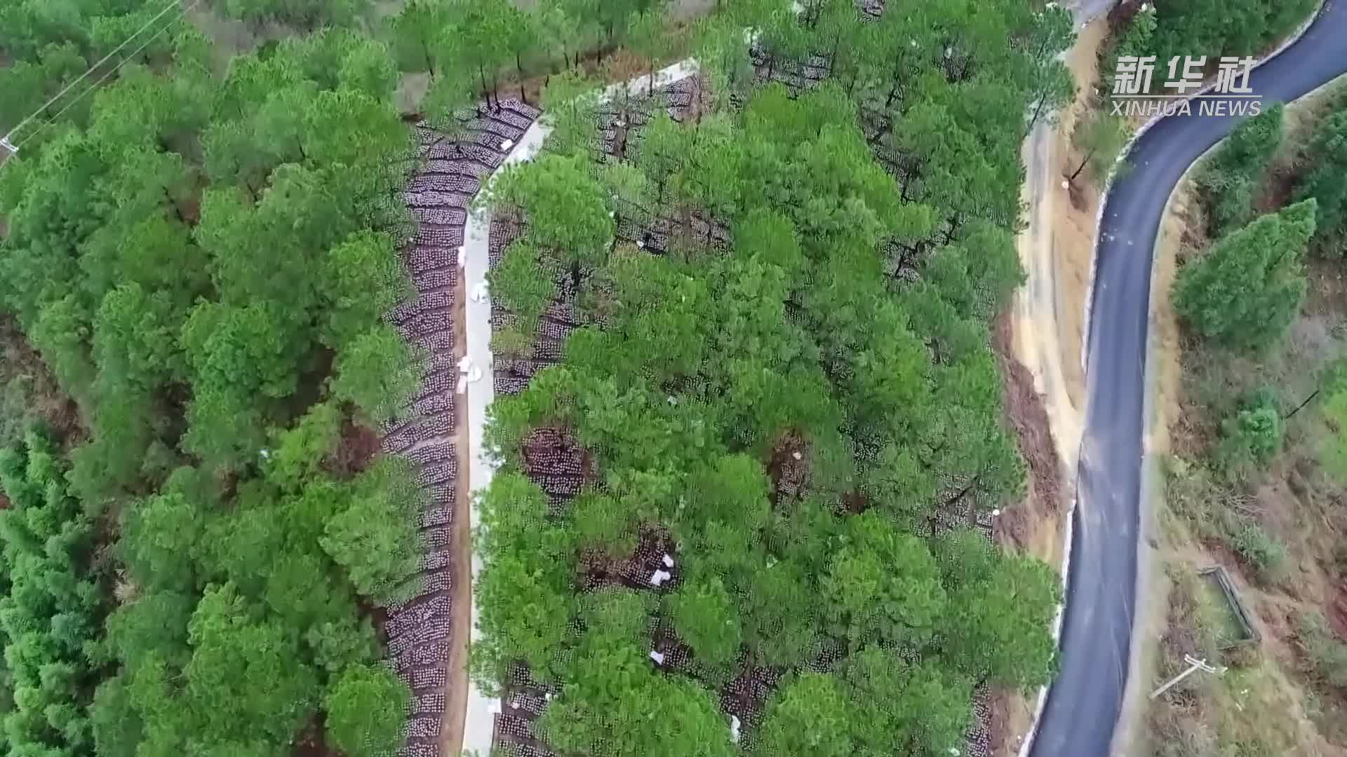 贵州剑河：从车间到舌尖 菌菇飘香产业路