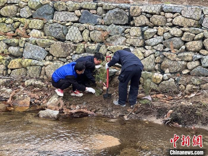 三峡库区珍稀植物被移栽到湖北大老岭国家级自然保护区。　郭晓莹 摄