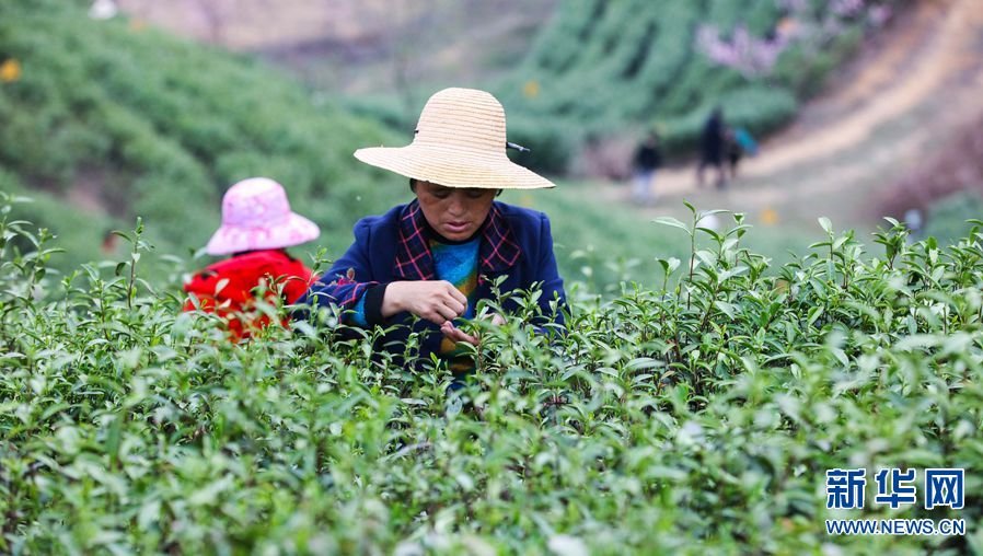 仲春时节，在河南省信阳市光山县白雀园镇大尖山茶叶种植基地，茶农们正抢抓农时、采摘春茶。