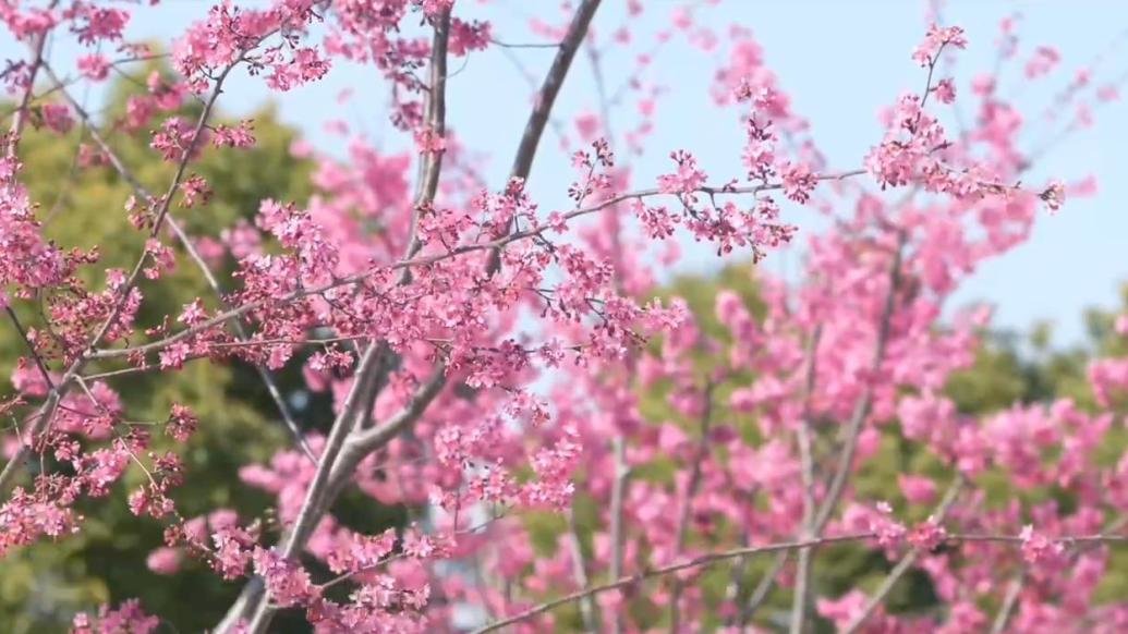 2023年上海樱花节今日开幕