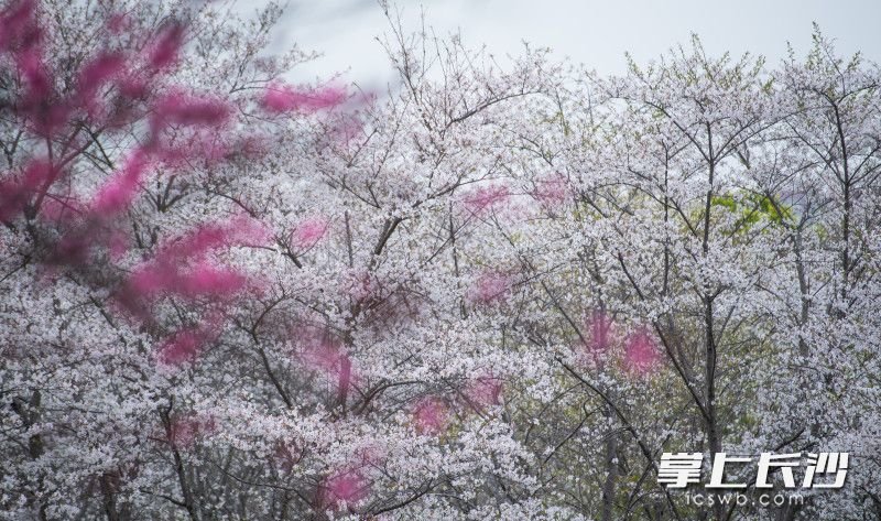 玉湖公园桃花和洁白的樱花相互映衬。