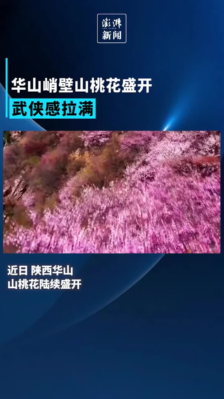 华山峭壁山桃花盛开武侠感拉满