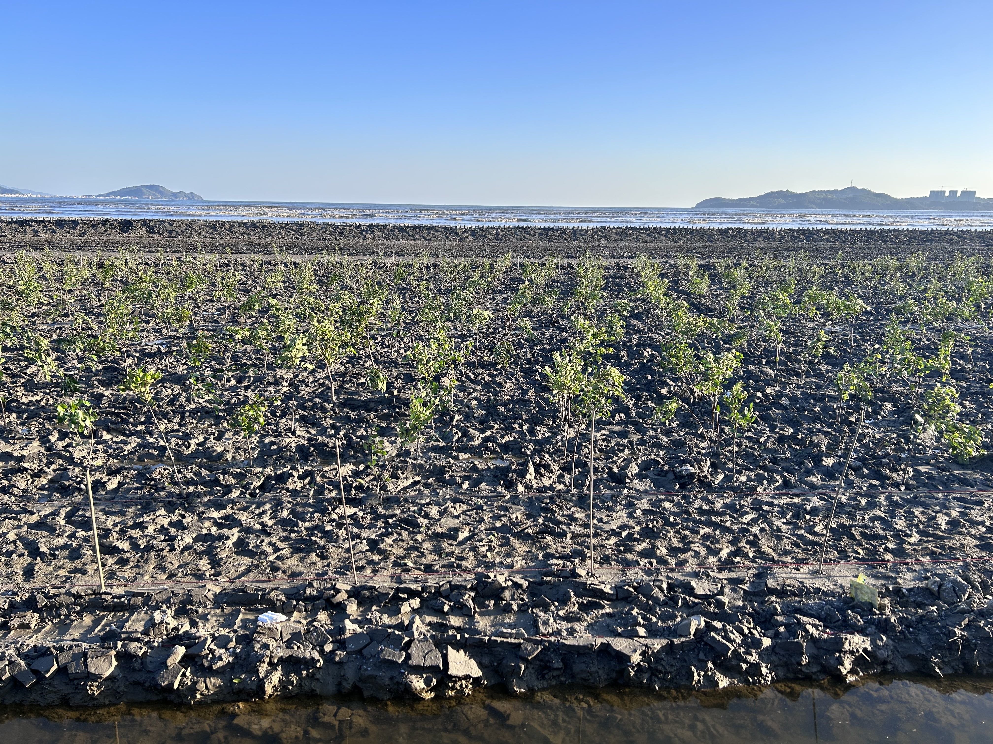 海丰实施湿地红树林营造项目 描绘“绿美”新画卷  呵护“海洋绿肺”