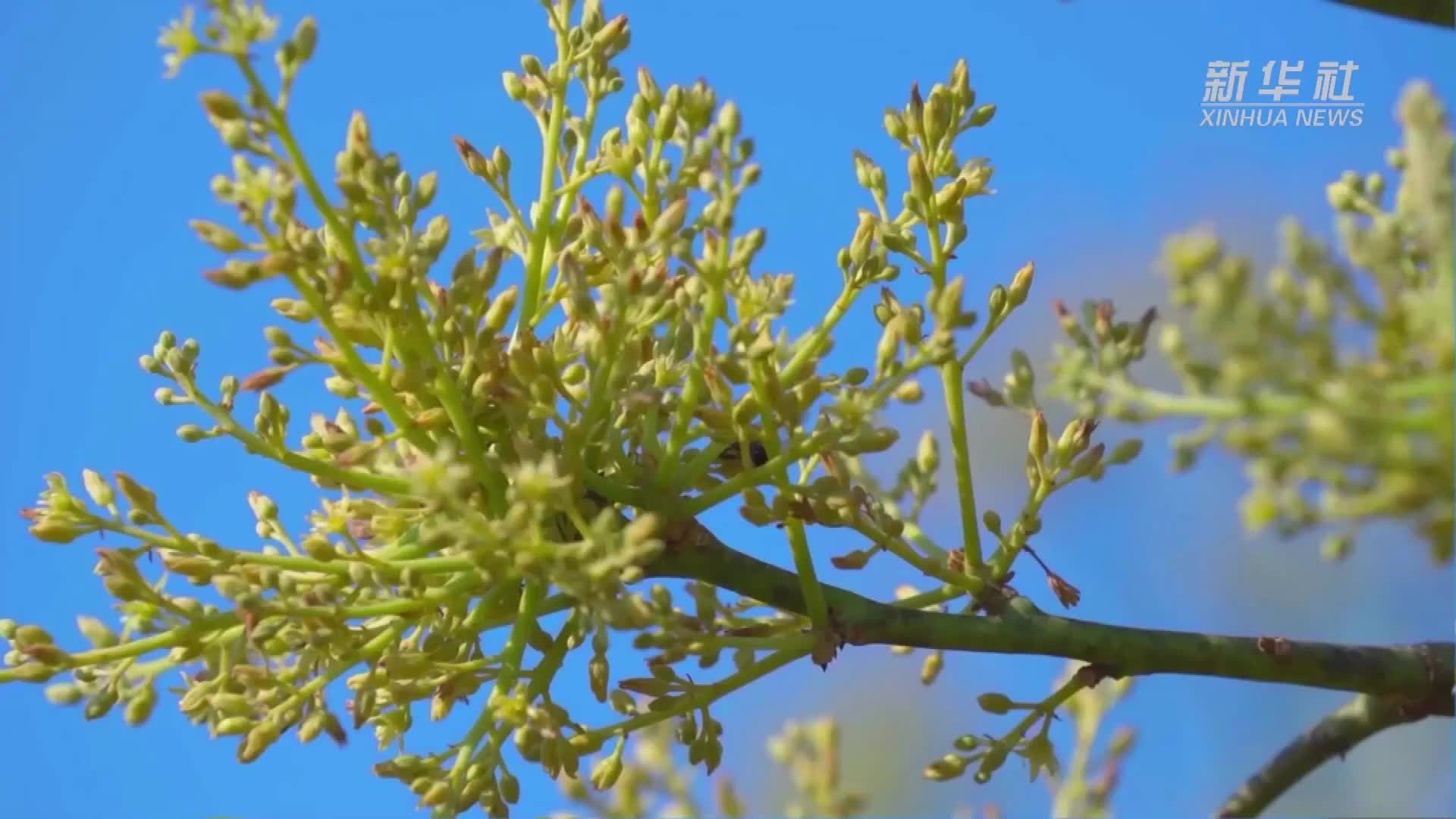 见过牛油果花吗？来云南孟连万亩种植基地看看