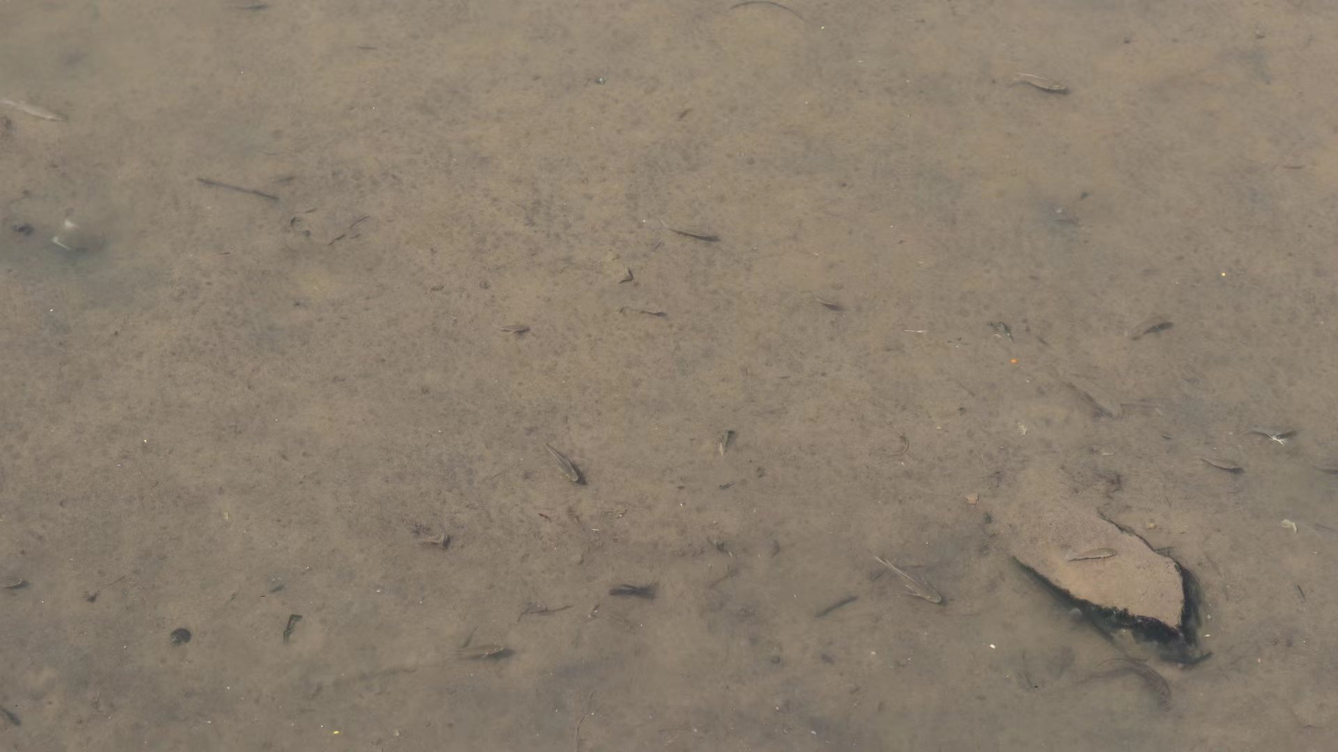 西乡河河水清澈 鱼儿正在嬉戏