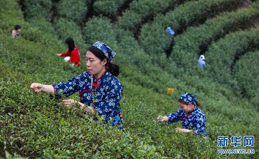 仲春时节，在河南省信阳市光山县白雀园镇大尖山茶叶种植基地，茶农们正抢抓农时、采摘春茶。