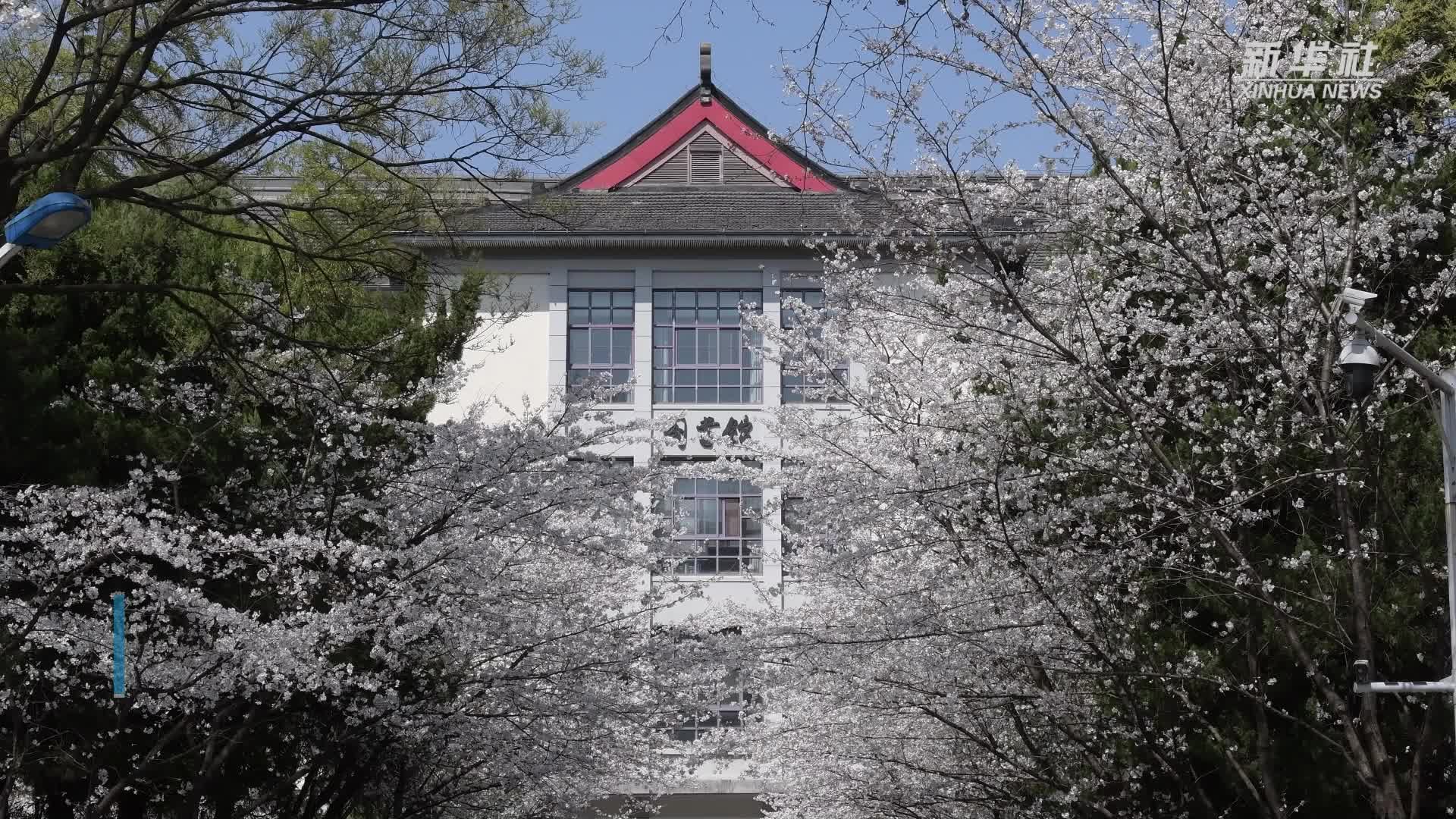 南京这所高校打开校门与公众同享樱花美景