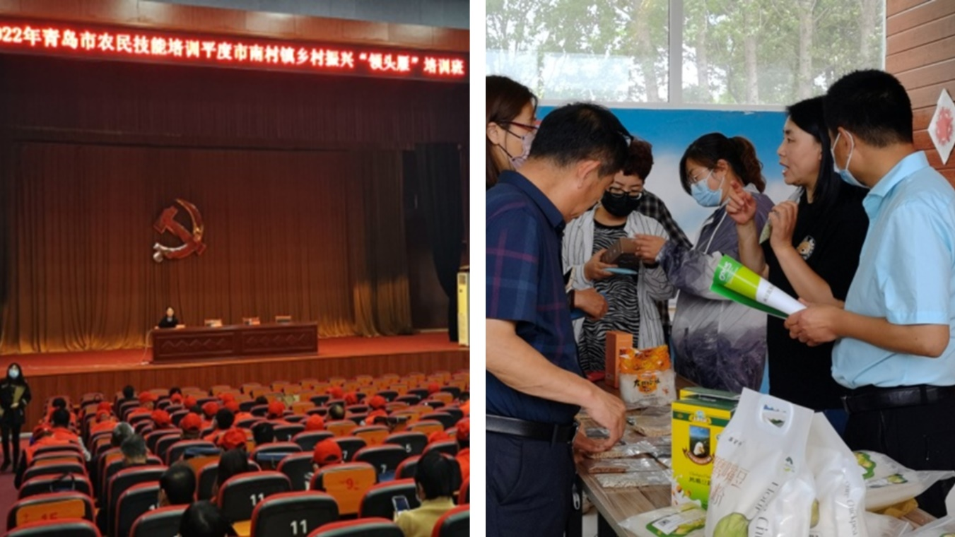 青岛市农科院豌豆节本增效技术成果正式发布