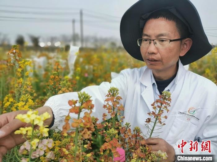 付东辉在江西农业大学彩色油菜花基地中观察彩色油菜花培养效果。　熊锦阳 摄