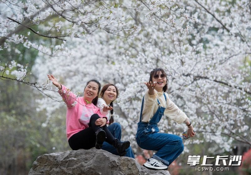 几位游客坐在石头上和樱花合影，看到飘落的花瓣兴奋不已。图片均为长沙晚报全媒体记者 邹麟 摄