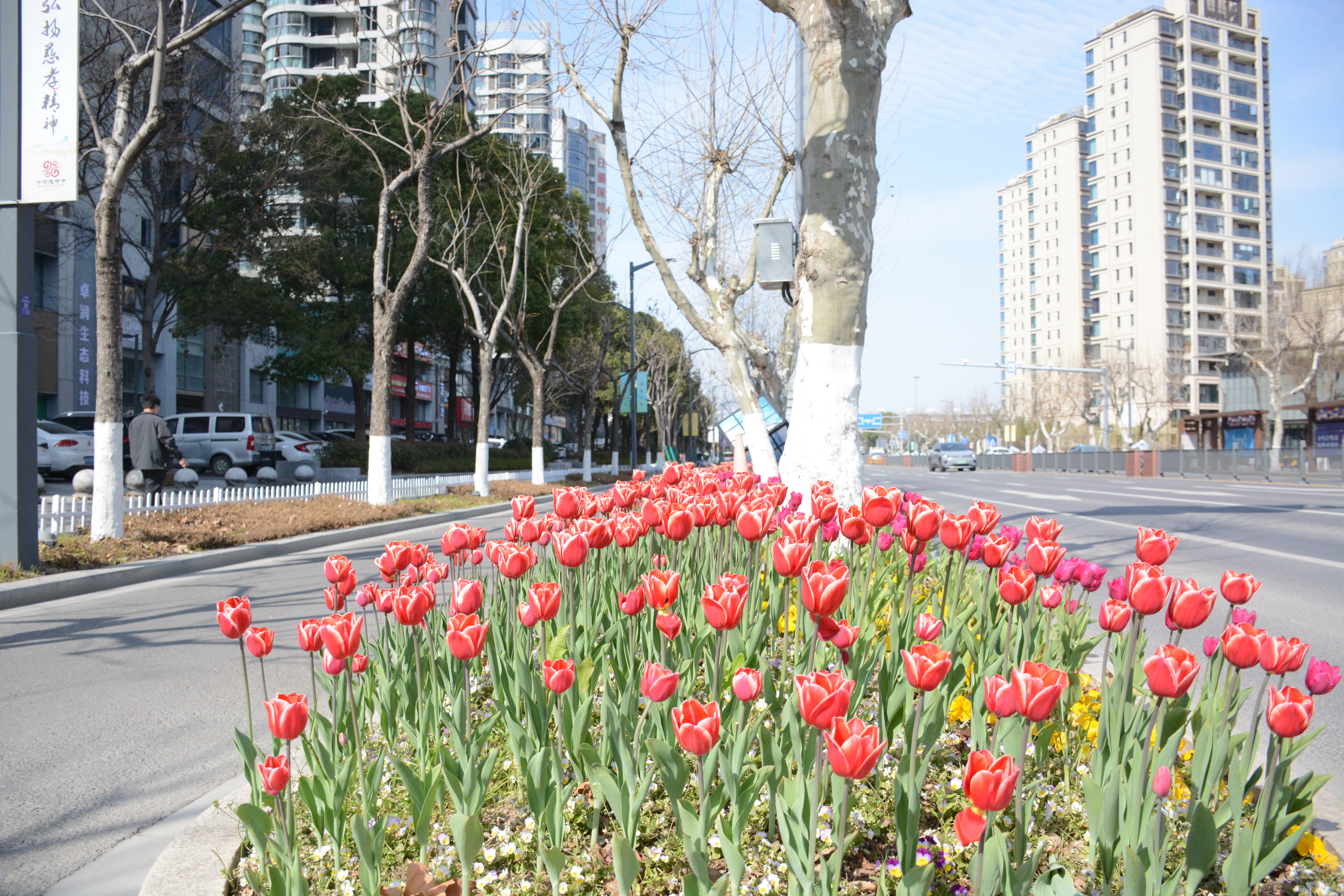 出门即赏花，何必去远方