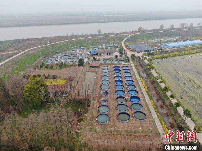 湖南沅江退捕渔民“岸上养鱼”致富有新招