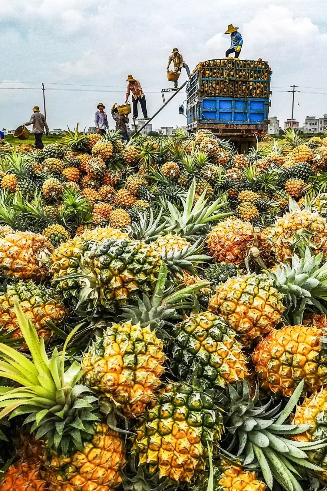 又到了菠萝集中上市的季节。图/视觉中国