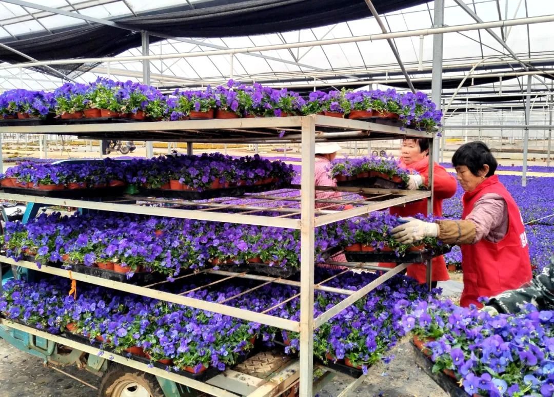 安义县长均乡六溪村花卉产业