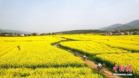 成片的金色油菜花绽放，春景正美。贺治斌 摄