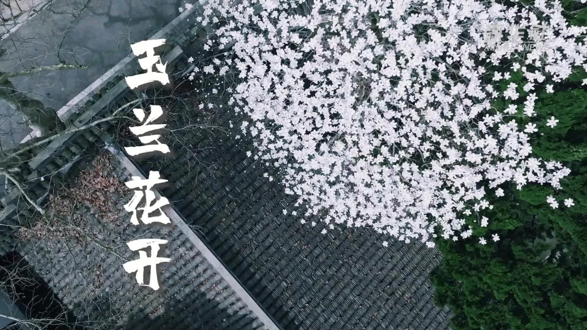 上海：玉兰花开春意浓