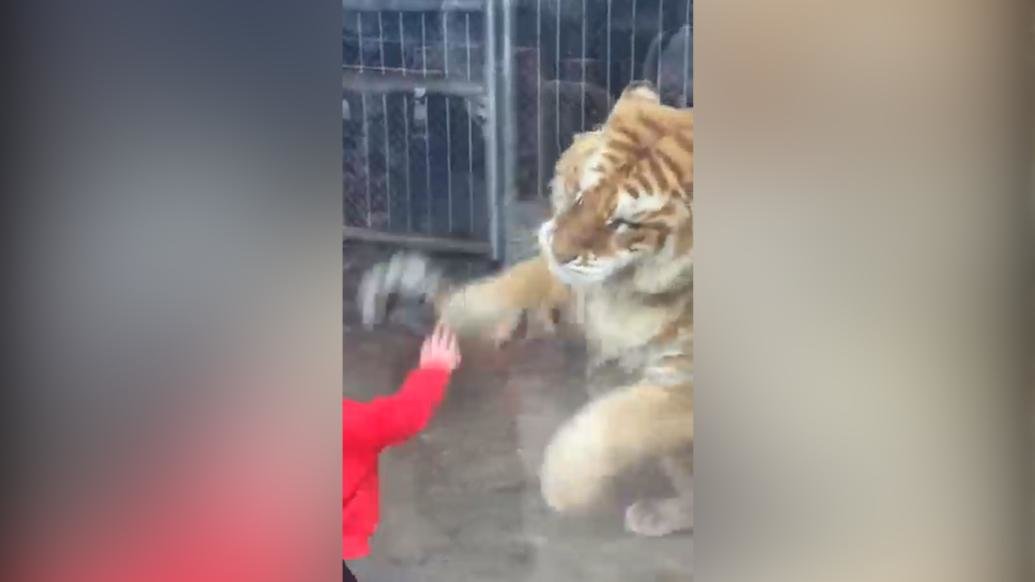 初生牛犊不怕虎？小男孩和老虎隔着玻璃“打架”