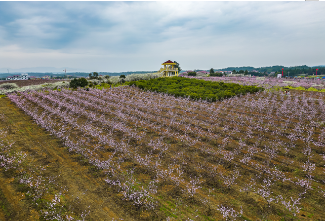 九江永修县：万亩桃花惹人醉 桃花经济富农家