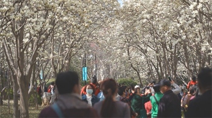 百花公园玉兰大道游人如织