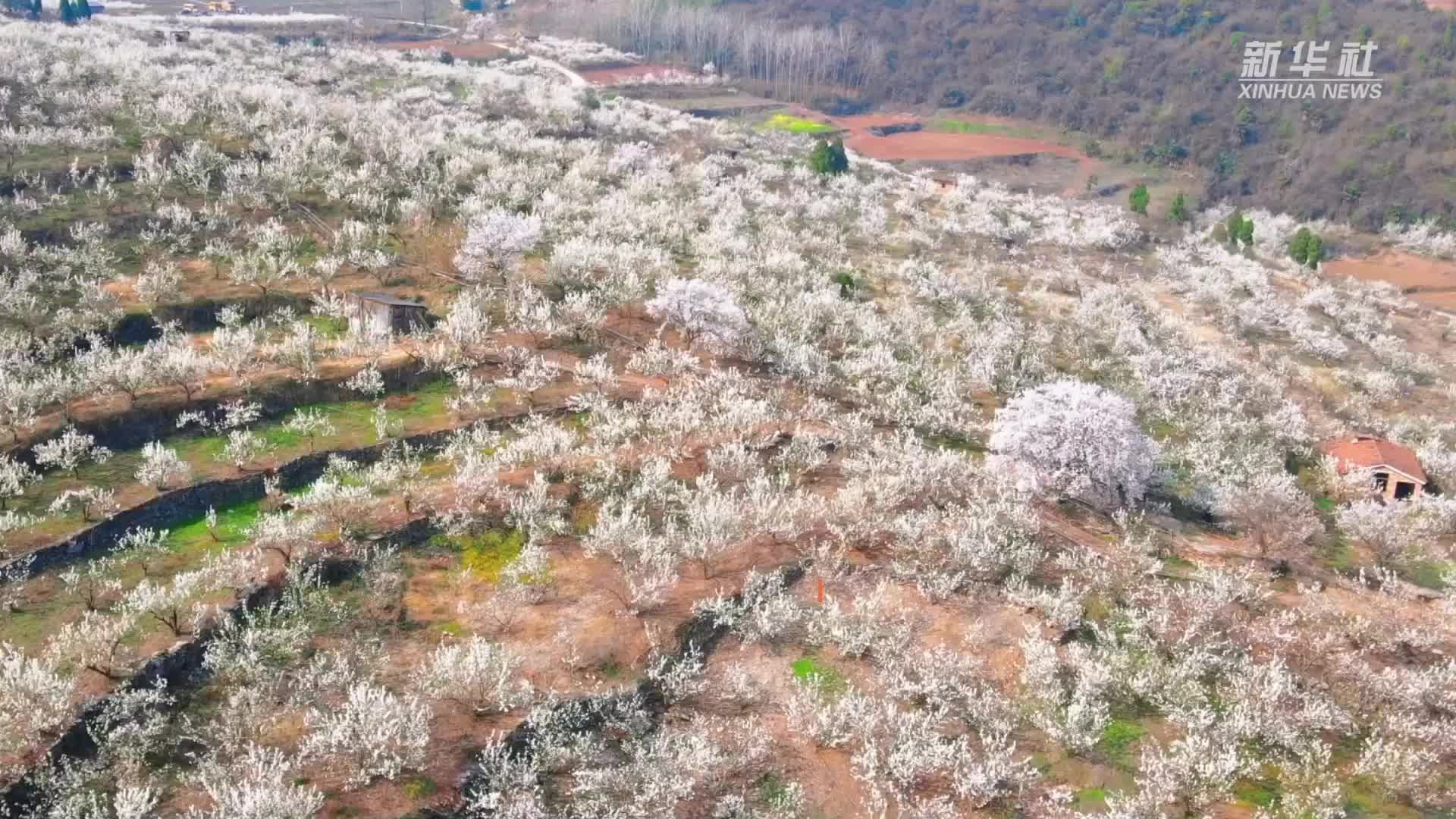 湖北南漳：樱桃花开 满目春色