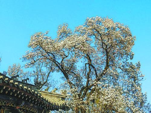 甘泉镇的千年双玉兰树